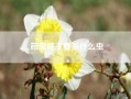茚虫威主要杀什么虫__茚虫威主要杀什么虫?