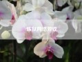 炼狱网络游戏　《神曲炼狱篇》pdf下载在线阅读，求百度网盘云资源
