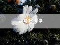 cpu是什么意思（pua普信男是什么意思）