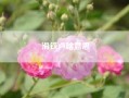 滑铁卢啥意思?滑铁卢是什么意思?