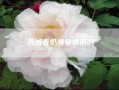西域春奶啤是啤酒吗(奶啤是什么)