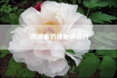 西域春奶啤是啤酒吗(奶啤是什么)