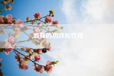 蜀葵的功效和作用？请问一下，蜀葵的生长过程是怎么样的呢？求解答？