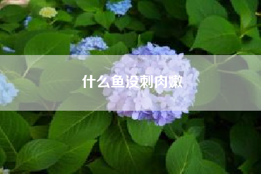 什么鱼没刺肉嫩？什么鱼没有刺 哪种鱼没有刺？